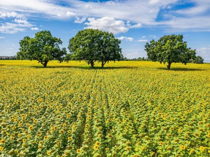 Aerial view, drone photo: Field with sunflowers and four trees, Ueckermünde, Szczecin Lagoon,
