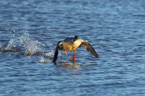 Goosander (Mergus merganser) adult female bird running on water of a lake, England, United Kingdom,