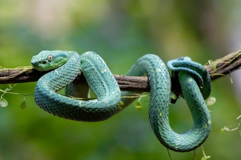Bothriechis lateralis (Bothriechis lateralis), sitting on a branch, Heredia province, Costa Rica,