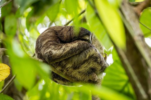 Brown-throated sloth (Bradypus variegatus) sitting in a tree and sleeping, Cahuita National Park,