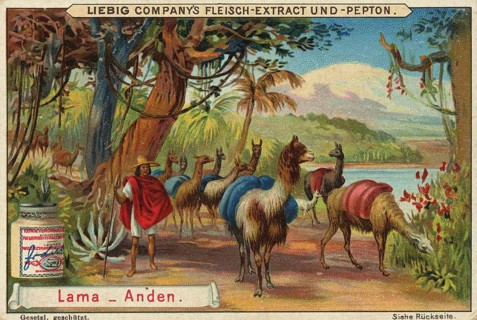 Picture series Animals of the Lands, llama from the Andes, Liebig picture, digitally restored