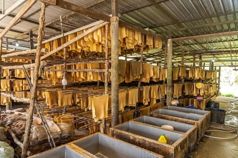 Rubber production on the island of Koh Libong in the Andaman Sea, Thailand, Asia
