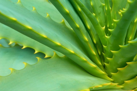 Agave close-up with visible spines