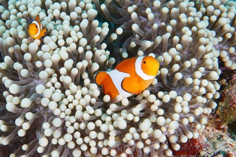 Two Ocellaris Clownfish (Amphiprion ocellaris) are in a pale sea anemone, dive site Coral Garden,