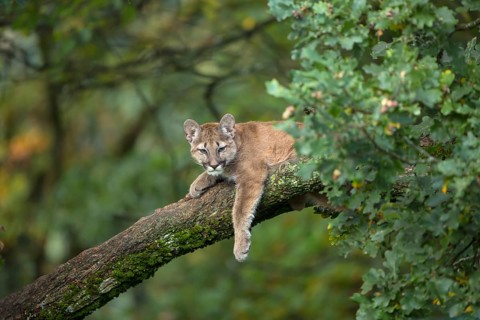 One young cougar, Puma concolor, resting on a big branch high up in an oak tree