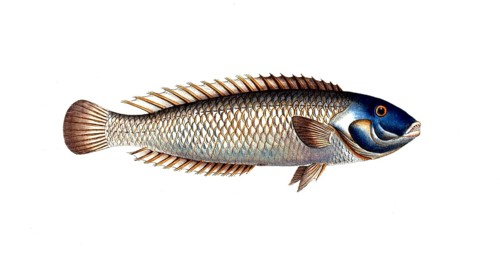 Fish, Fish, Genus of wrasses, Labrus cyanocephalus, Blue head, Historical, digitally restored