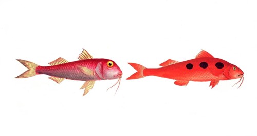 Fish, fish, left: Mullus barbatus, der kleine Rotbart, the smaller Red Beard. right: Mullus