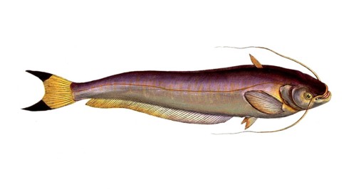 Fish, Fish, Fish genus from the family of the true catfishes within the order of the catfishes,