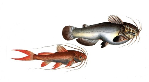Fish, fishes, left: Genus of fish from the catfish family within the catfish order, Silurus