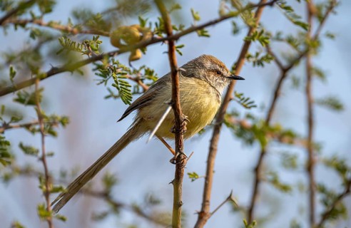Prinia flavicans, sitting on the branch of an acacia tree, Kubu Island (Lekubu), Botswana, Africa