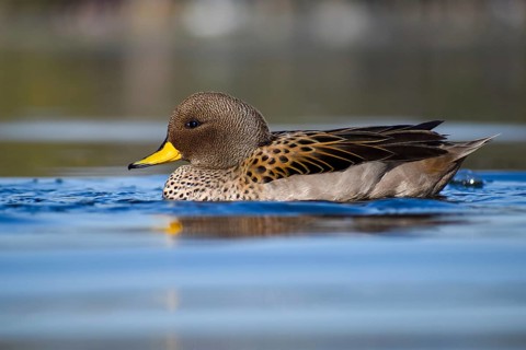 Brown-headed duck (Anas flavirostris) on a lake in a park in Buenos Aires, Argentina, South America