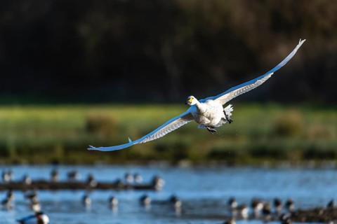 Tundra Swan, Bewick's Swan, Cygnus columbianus in flight at winter in Slimbridge, England, United