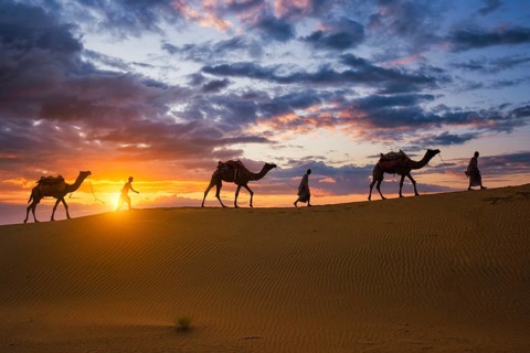 Indian cameleers camel drivers bedouin with camel silhouettes in sand dunes of Thar desert on