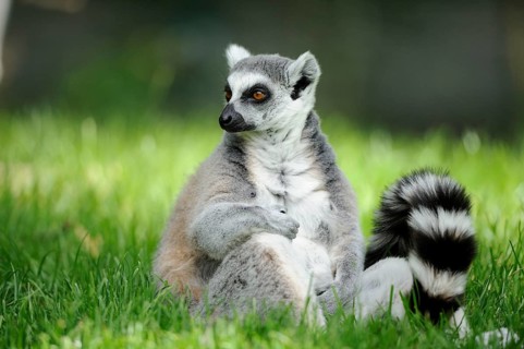 Sitting lemur in the grass with curious expression and curled tail, lemur (Lemur catta), Augsburg