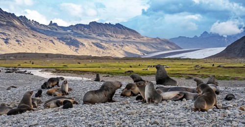 Fortuna Bay landscape with fur seals South Georgia Antarctica