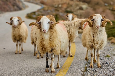 Five rams with large horns on a winding mountain road, sheep (e) or goat (n), ovis, caprae, Crete,
