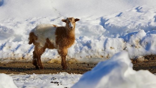 A small lamb standing in the snow in a wintry landscape, sheep (e) or goat (n), ovis, caprae,