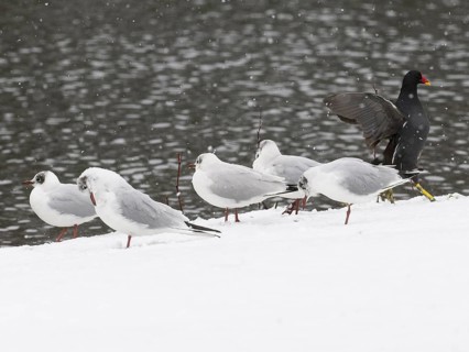 Black-headed Gulls in winter plumage (Larus ridibundus), and Moorhen (Gallinula chloropus), at the
