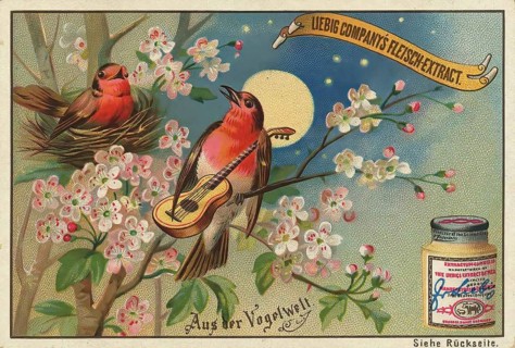 Picture series From the world of birds, bird with guitar, love song, flirting, Liebig picture,