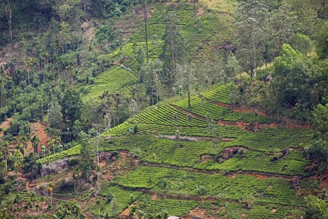 Tea plantation in Ramboda, Nuwara Eliya, Central Province, Sri Lanka, Asia