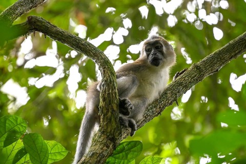 Olive mangabey (Cercocebus agilis) near the Baï-Hokou, Dzanga-Ndoki National Park, Unesco World