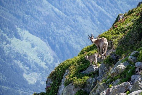 Alpine ibex (Capra ibex), mother with young with alpine roses, Aiguille Rouges, Chamonix, France,