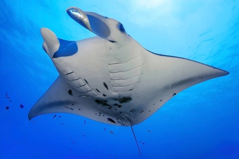 Underwater photo of Reef Manta (Manta alfredi) Manta, Devil Ray, Winged Ray, Reef Manta, plankton