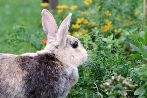 Rabbit (Oryctolagus cuniculus), portrait, flower-bed, outdoors, Easter, The house rabbit sits in