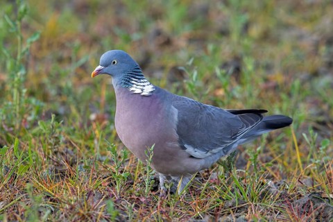 Common wood pigeon (Columba palumbus) foraging on the ground in field in spring