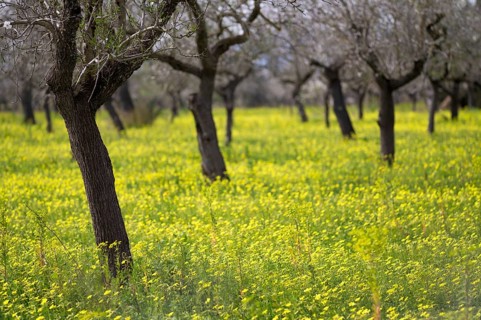 Almond blossom, almond trees, plantation, Bermuda buttercup (Oxalis pes-caprae), also known as low