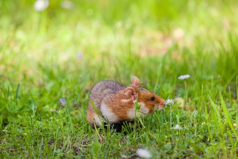 A European hamster (Cricetus cricetus), Eurasian hamster, black-bellied hamster or common hamster,