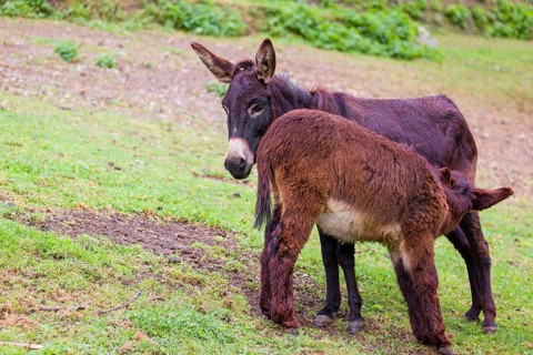 A female domestic donkey, Equus (africanus) asinus nurses her young on a green paddock