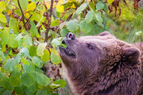 An adult female brown bear (Ursus arctos arctos) eating leaves from a birch tree