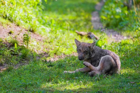 A gray wolf pup (Canis lupus lupus) sits on a green meadow and scratches himself with his hindleg