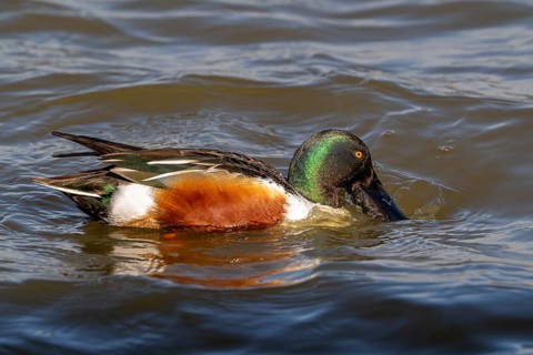 Northern shoveler (Spatula clypeata) adult male skimming crustaceans and plankton from the water's