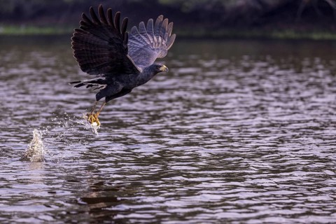 Black buzzard (Buteogallus urubitinga), with caught fish, Pantanal, Brazil, South America