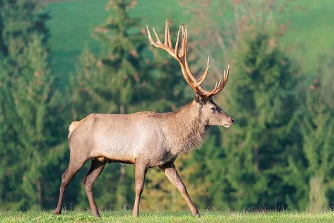 An Altai maral deer or Altai moose (Cervus canadensis sibiricus) crosses a meadow in the first