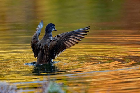 Mandarin duck (Aix galericulata), female, dorsal view, with spread wings, intense colouring of the