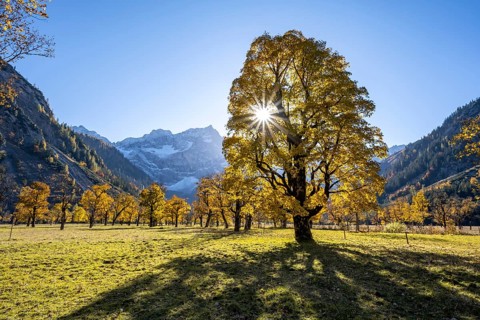 Sycamore maple with autumnal yellow foliage and sun star, large maple base in autumn, rocky
