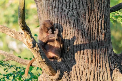A young gelada (Theropithecus gelada) sits high in a tree in a forked branch and preens itself. A