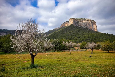 Almond blossom, almond trees, plantation, Tramuntana mountains behind, Serra de Tramuntana, Alaró,