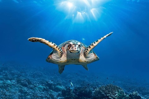 Green Turtle (Chelonida mydas) swimming in backlight over coral reef, Fakarava Atoll Biosphere