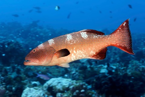 Leopard trout perch (Plectropomus leopardus), adult, Tuamotu Archipelago, French Polynesia, South