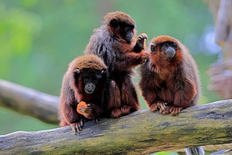 Coppery titi (Plecturocebus cupreus, Syn.: Callicebus cupreus), three coppery titi, group, feeding,