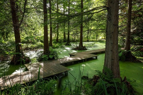 Bochum, North Rhine-Westphalia, Germany - Swamp cypresses in the tertiary pond, Botanical Garden of