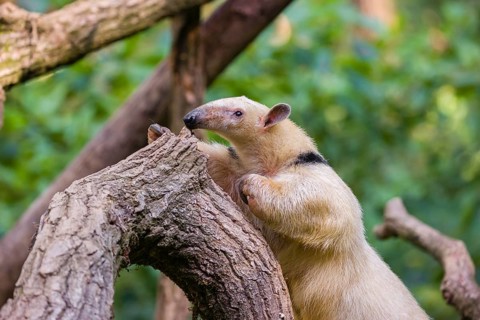 One southern tamandua (Tamandua tetradactyla), climbs up a tree in a forest