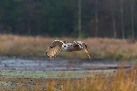 One Siberian Eagle Owl (Bubo bubo sibiricus) flying over tall reed grass lakeshore on an autumnal