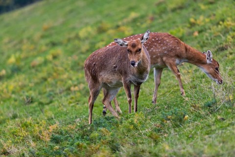 Two female Manchurian sika deer or Dybowski's sika deer (Cervus nippon mantchuricus or Cervus