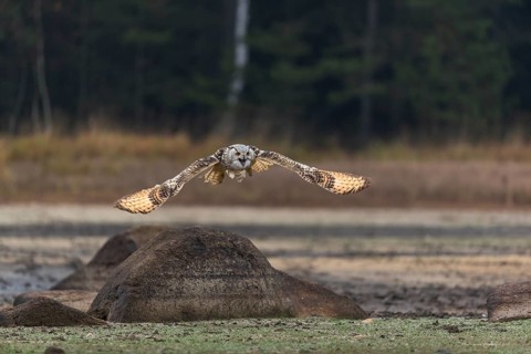 One Siberian Eagle Owl (Bubo bubo sibiricus) flying over a dry lakeshore on an autumnal misty cold