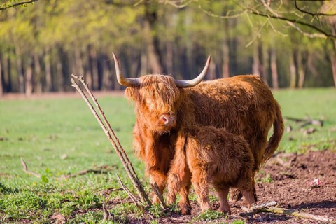 One Highland cow (Bos primigenius) taurus) and her calf stand on a meadow. A forest is in the